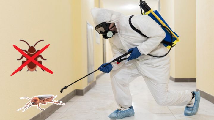 ¿Cómo eliminar los huevos de cucaracha de tu casa?