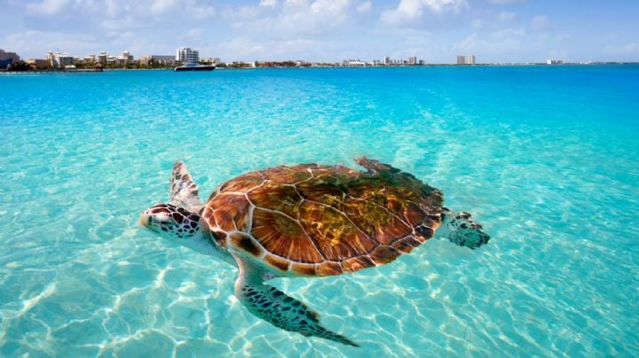 El Pueblo Mágico de Oaxaca con playas de aguas cristalinas ideal para practicar deportes acuáticos, tomar clases de surf y liberar tortugas marinas
