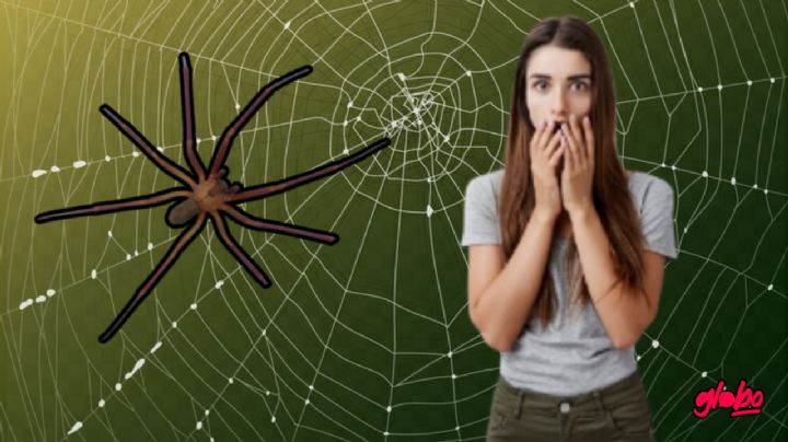 ¿Cómo identificar una araña violinista y qué hacer para alejarla de casa?
