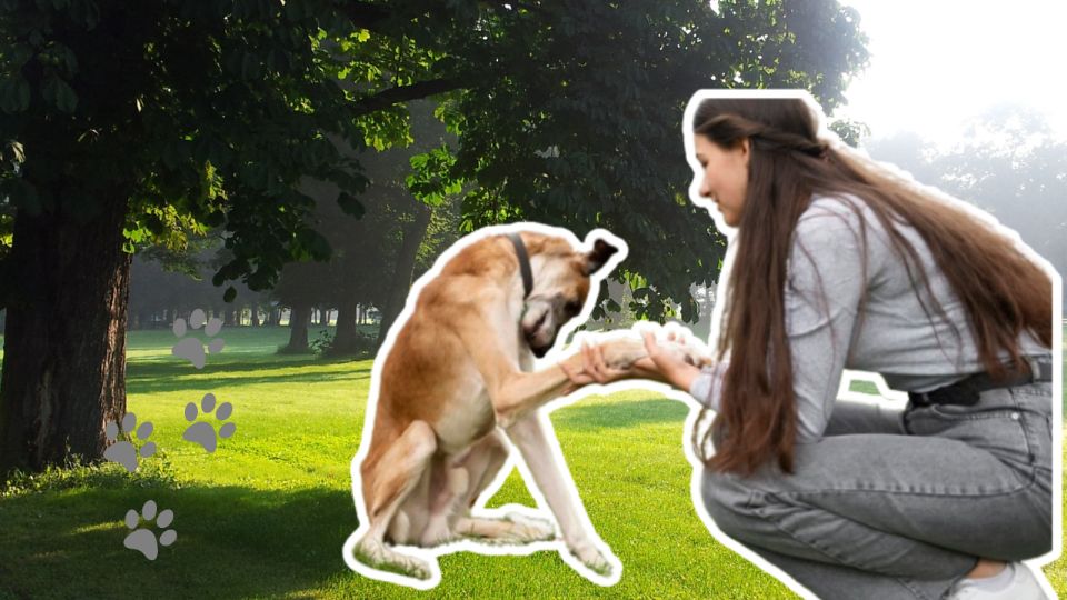 Las mascotas tienden a alejarse o a desobedecer a sus dueños cuando no se sienten cómodos