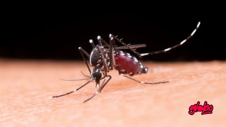 El truco para ahuyentar mosquitos con vinagre