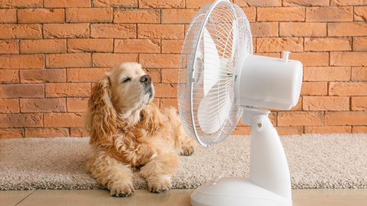 TOP 10: Mejores ventiladores de 2025 para combatir la ola de calor