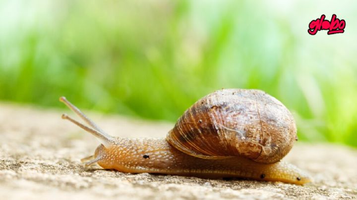 ¿Cómo alejar los caracoles de tus plantas durante las lluvias?