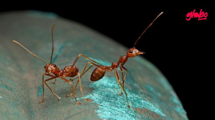 ¿Cómo eliminar las hormigas de casa?