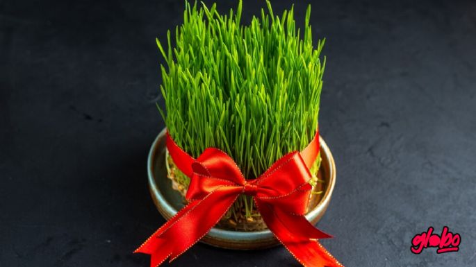 El significado de ponerle un listón rojo a tus plantas