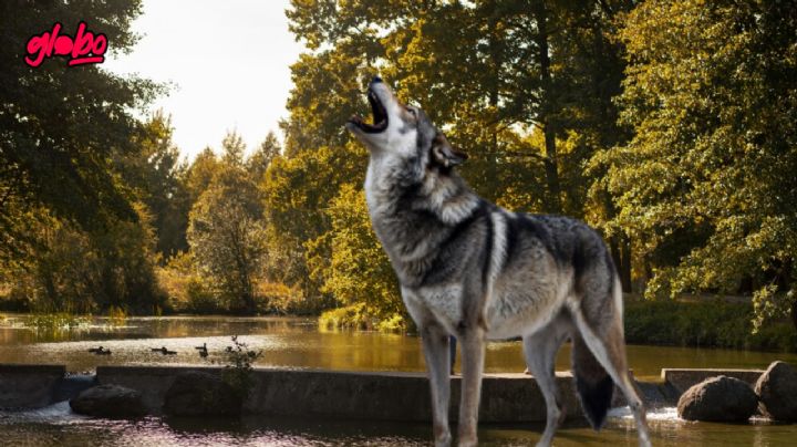 El parque ubicado a 90 minutos de CDMX con avistamiento del lobo gris mexicano
