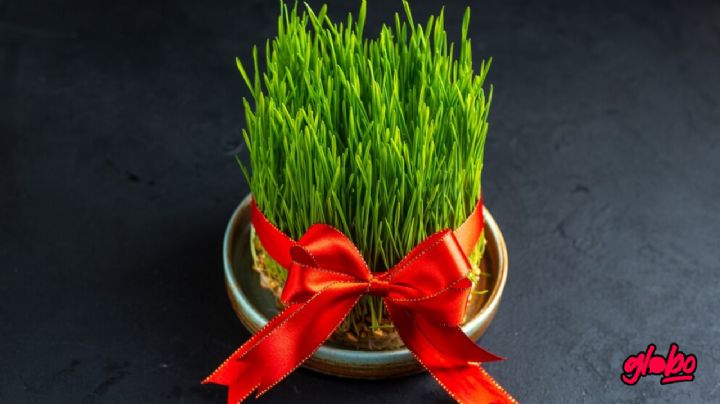 El significado de ponerle un listón rojo a tus plantas