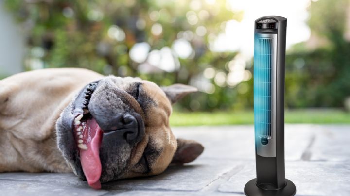 Top 3: Ventiladores de torre con las 3 B para ganarle la batalla al calor