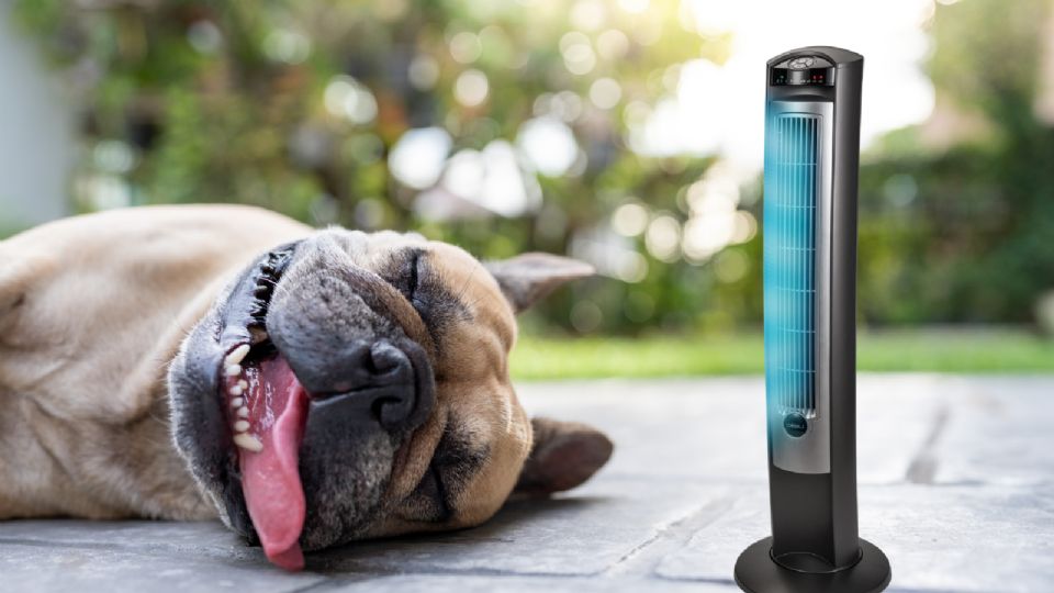 Mejore ventiladores de torre para el calor.