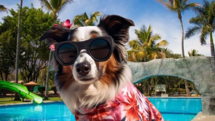 ¡Viaja con tu lomito! 3 balnearios que aceptan mascotas y están cerca de CDMX