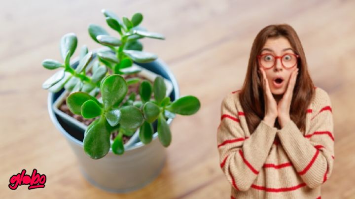 El abono casero que hará crecer tu árbol de jade