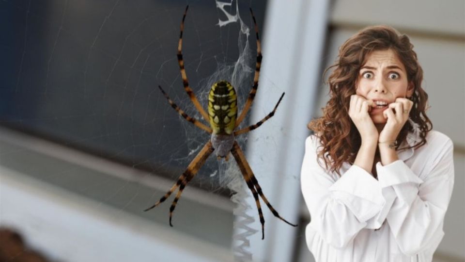 Los remedios caseros más efectivos para alejar a las arañas sin matarlas.