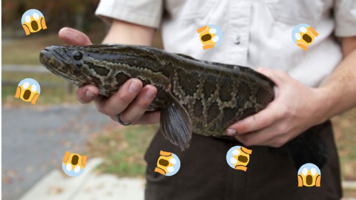 Este es el pez cabeza de serpiente que alerta por invasión a EU, ¡puede "caminar" y respirar en tierra!