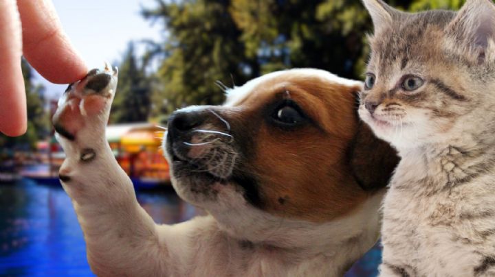 Adoptatón en Xochimilco: ¿Cuándo es y cómo podrás adoptar a un perro o gato?