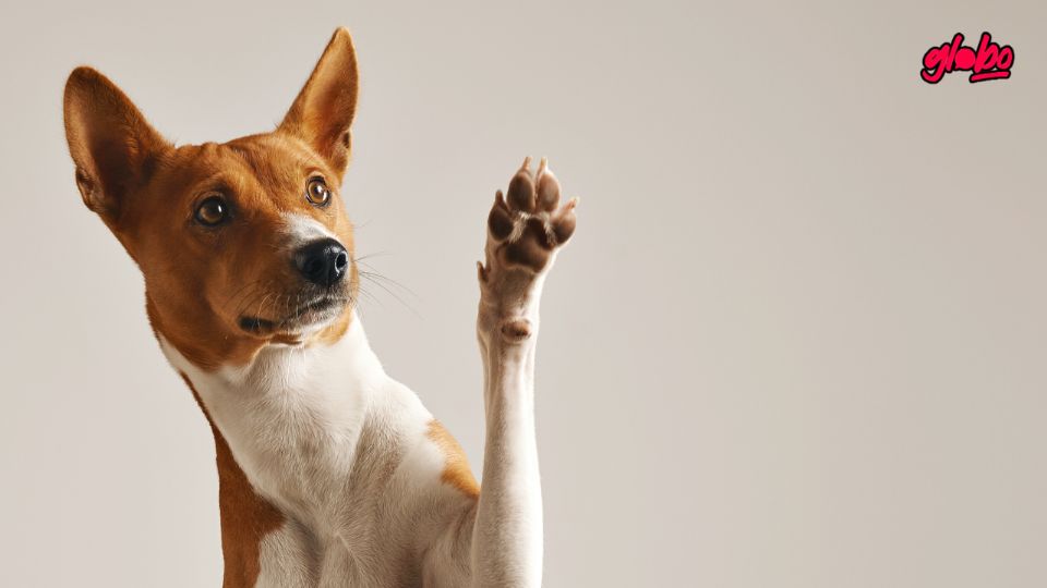 Descubre los alimentos que nunca deberías darle a tu perro.