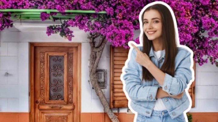 5 enredaderas de pared ideales para decorar exteriores