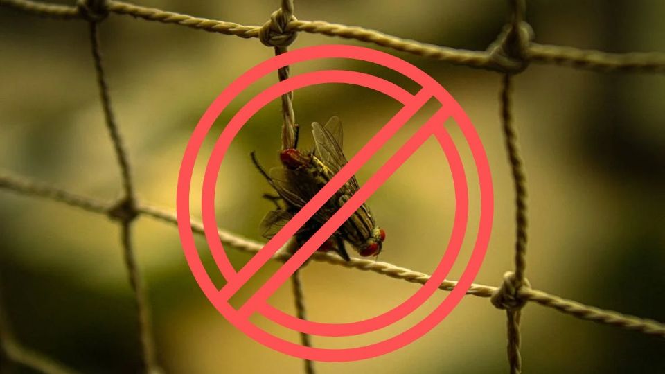 Aunque las moscas no representan un peligro grave para la salud, su presencia puede ser incómoda y afectar la higiene del hogar