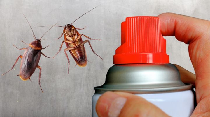 ¿Por qué NO se debe aplastar una cucaracha?