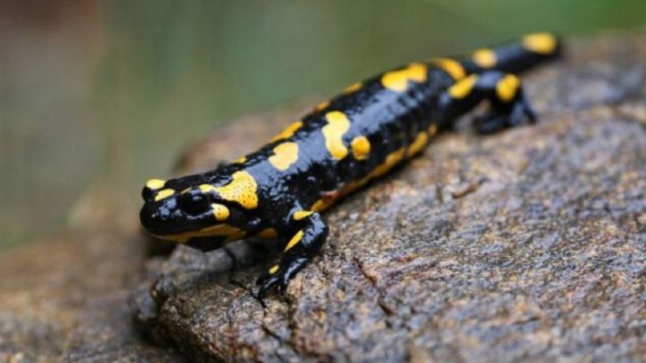 Este es el ajolote de arroyo de montaña y los sitios donde puedes encontrarlo