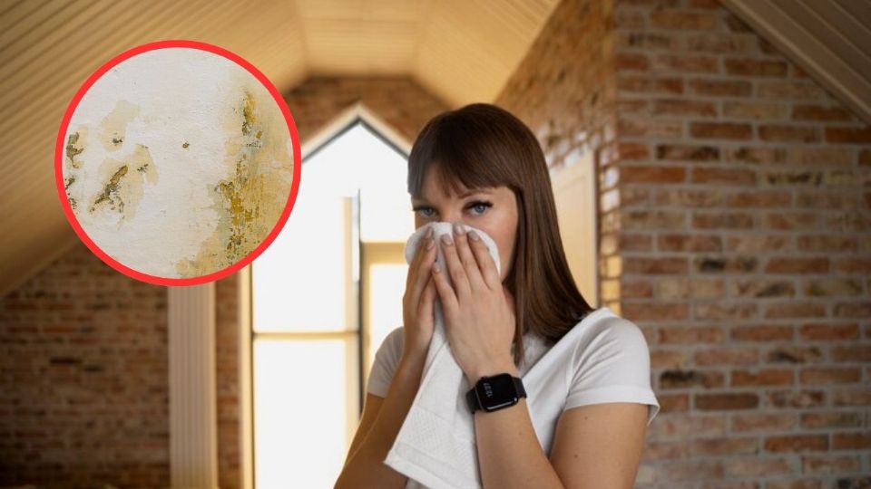 La humedad es un problema frecuente que puede dañar tanto la estructura de tu casa como la salud de sus habitantes.
