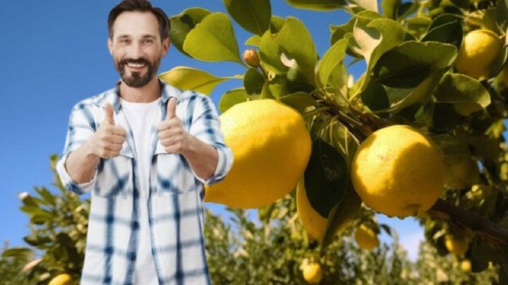 El abono casero que hace que tu limonero estalle de frutos en noviembre 2025