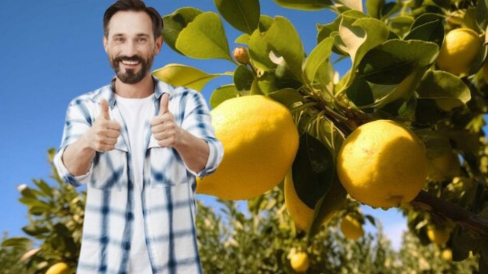 El abono natural que necesita tu limonero para dar más frutos este verano.
