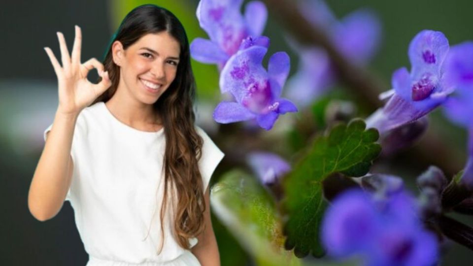 El abono casero es una forma efectiva y económica de nutrir tus Violetas de los Alpes de manera natural.