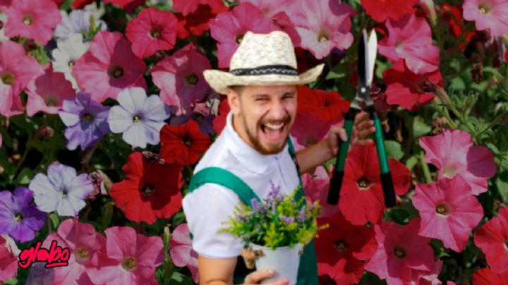 El poderoso abono casero para las plantas que transforma tus geranios y da flores vivas en verano