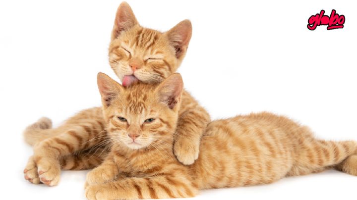 ¿Qué significa la bolsita que tienen los gatos debajo de su panza?