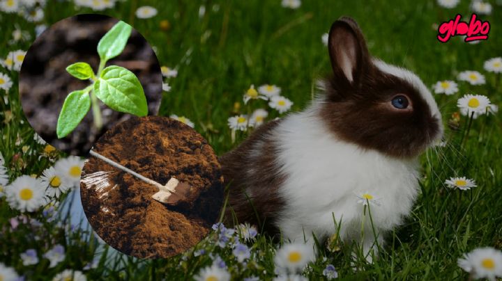 Cómo utilizar el abono de conejo para que tus plantas luzcan vivas y estallen de flores