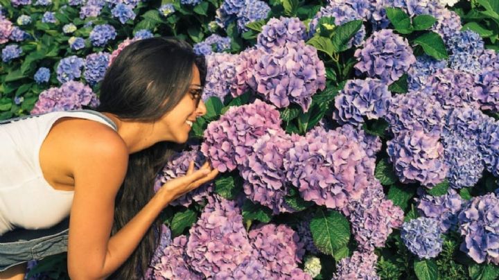 El poderoso abono que revive las hortensias y las hace explotar de flores