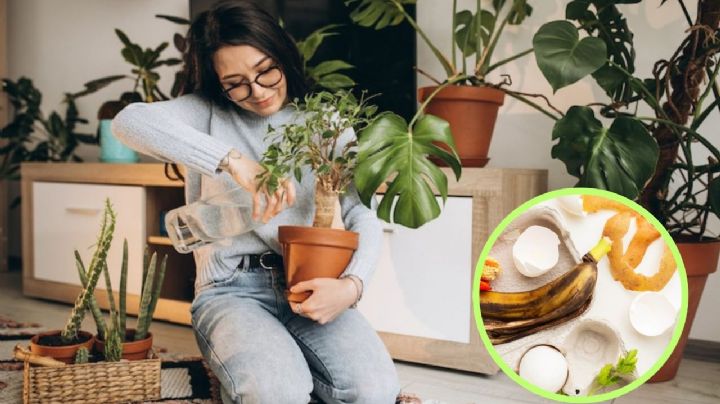 El abono casero de 3 ingredientes de cocina que es 'oro para las plantas'