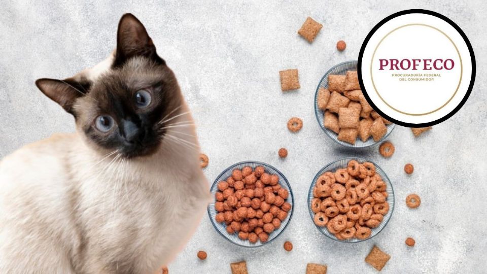 La alimentación de tu gato es clave para su salud y energía.