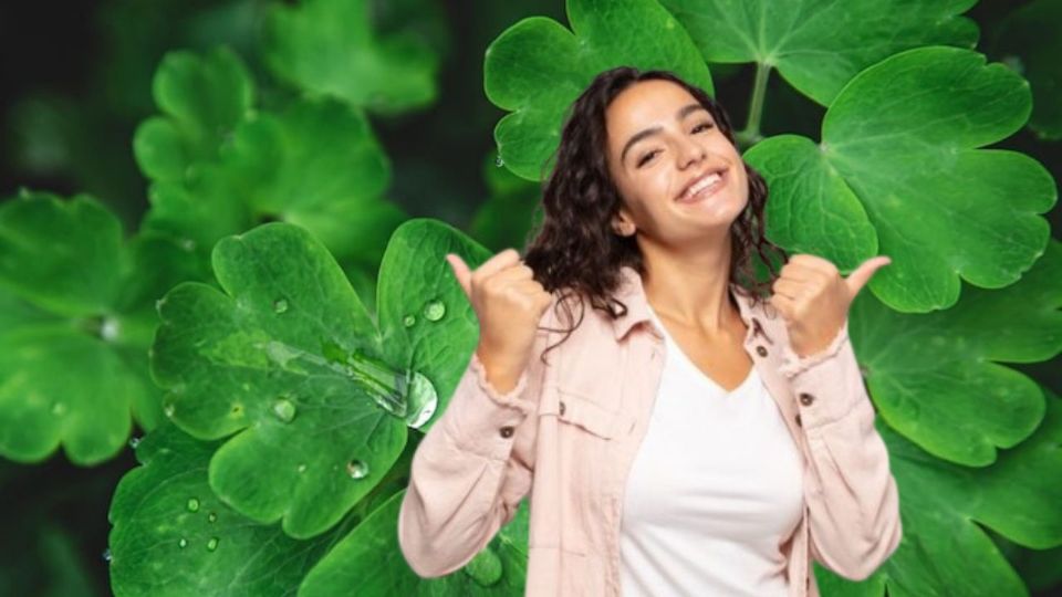 El trébol es una planta con amplias propiedades medicinales.