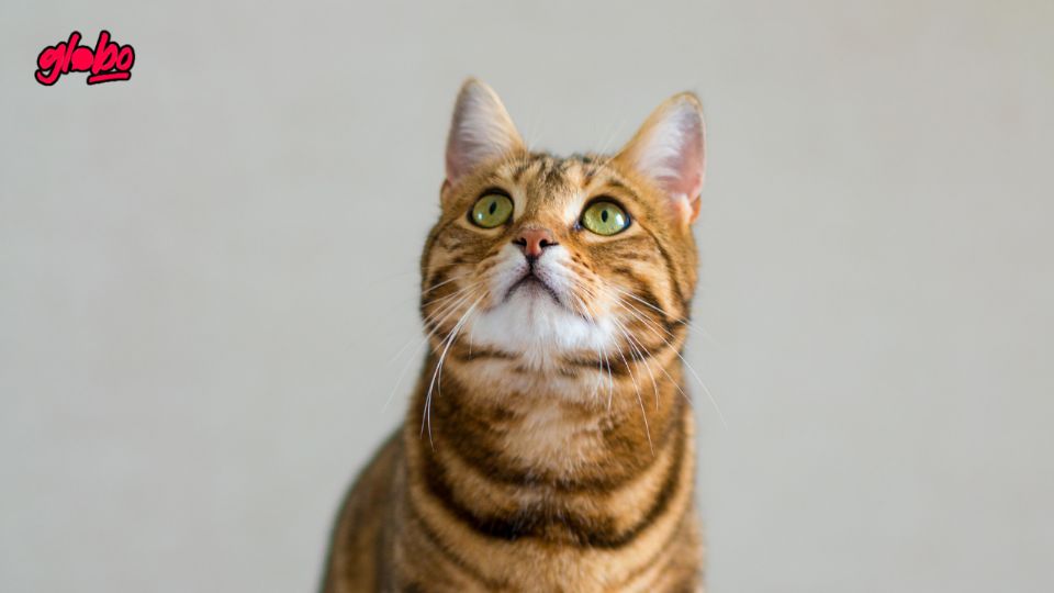 Descubre cómo identificar si tu gato está estresado y qué pasos seguir para ayudarlo a sentirse mejor.
