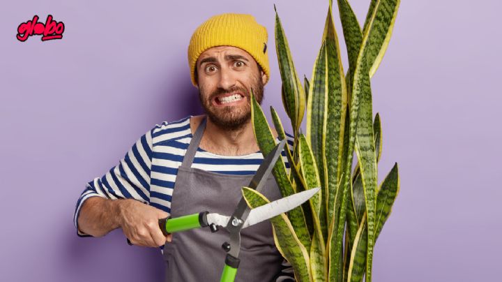 Este abono casero es 'oro puro' para que la Espada de San Pedro crezca con fuerza en el verano