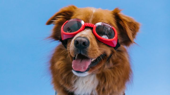 ¿Cuáles son las razas de perro ideales para vivir en un departamento pequeño?