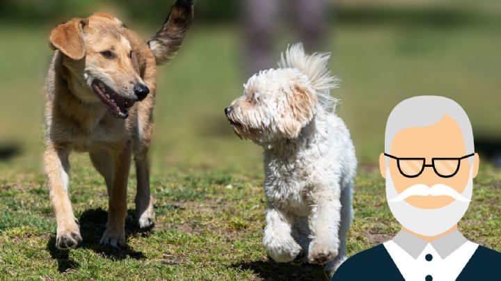 ¿Cuáles son las razas de perro ideales para adultos mayores y sus beneficios?