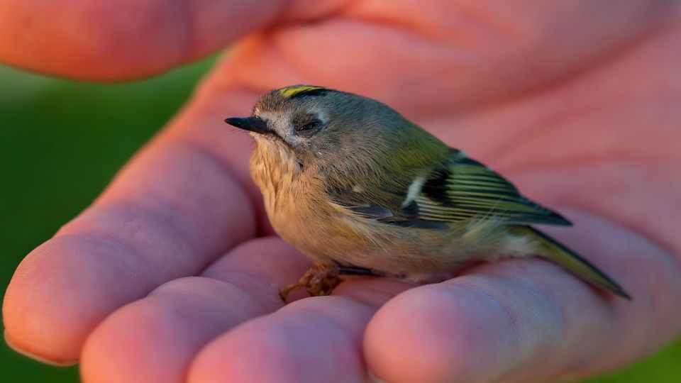 Inteligentes y sociables, existen especies que puede imitar voces y sonidos cotidianos.