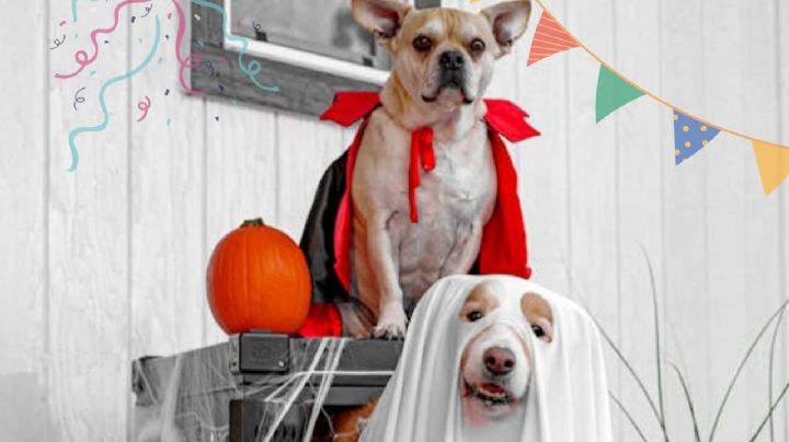 Ideas de disfraces para que tu mascota también festeje el Grito de Independencia de México