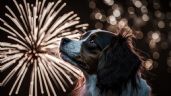 Foto ilustrativa de la nota titulada: ¿Cómo cuidar a las mascotas de la pirotecnia, cohetes y fuegos artificiales?