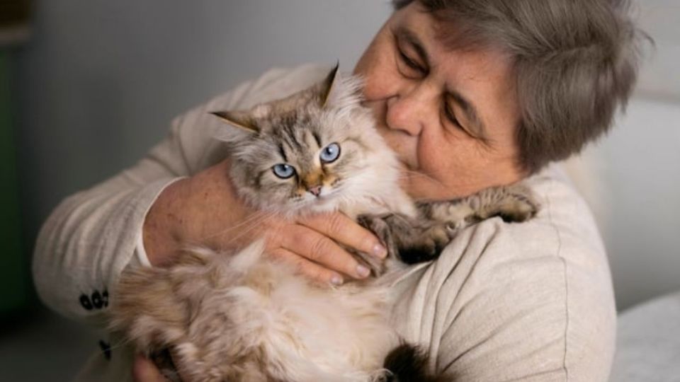 Los gatos conquistan hogares y corazones en todo el mundo.
