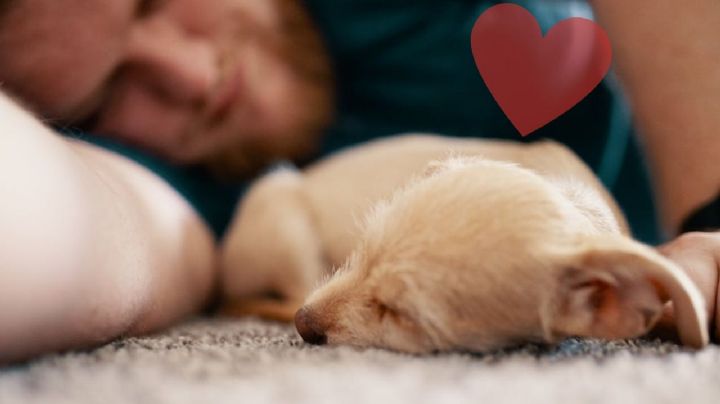 ¿Es bueno o malo dormir con tu mascota? Estos son los beneficios y riesgos según veterinarios