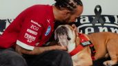 Foto ilustrativa de la nota titulada: Muere Roscoe, el perrito bulldog de Lewis Hamilton que se subió al auto de Checo Pérez