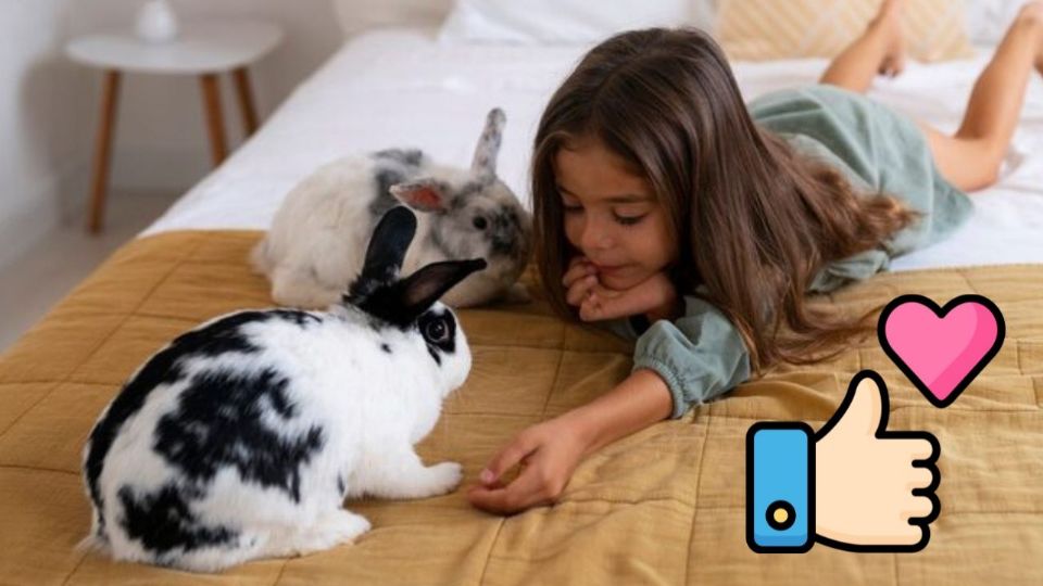 Los conejos se consolidan como mascotas populares, ideales para hogares pequeños y familias con niños.
