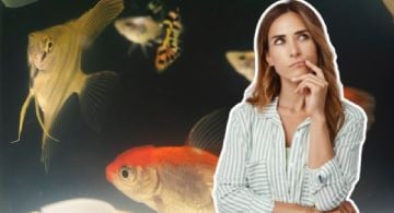 ¿Cuánto años vive un pez de pecera y qué especies de peces son más longevas?