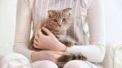 Foto ilustrativa de la nota titulada: ¿Cómo saber si tu gato confía en ti? 7 señales o gestos de que tienes la confianza de tu michi