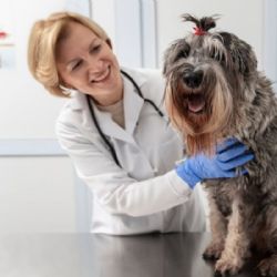 Ventajas y desventajas de esterilizar a tu perrita y qué alternativas existen