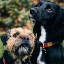 ¿Tienes varias mascotas? Conoce las 10 razas de perros reactivos con otros animales